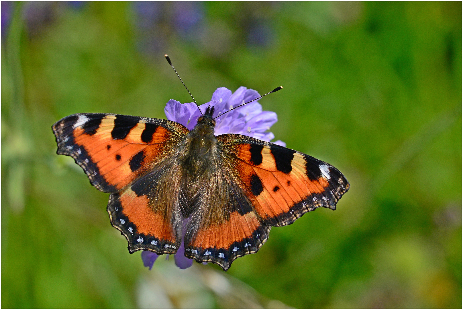 Kleiner Fuchs - Aglais urticae