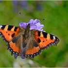 Kleiner Fuchs - Aglais urticae