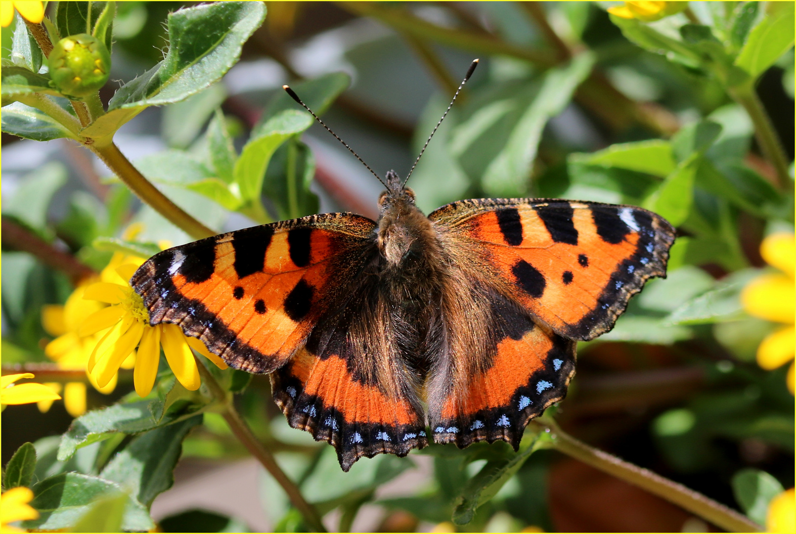 Kleiner Fuchs (Aglais urticae).