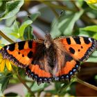 Kleiner Fuchs (Aglais urticae).