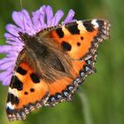 Kleiner Fuchs Aglais urticae