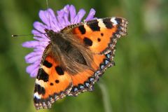 Kleiner Fuchs Aglais urticae