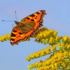 Kleiner Fuchs (Aglais urticae)