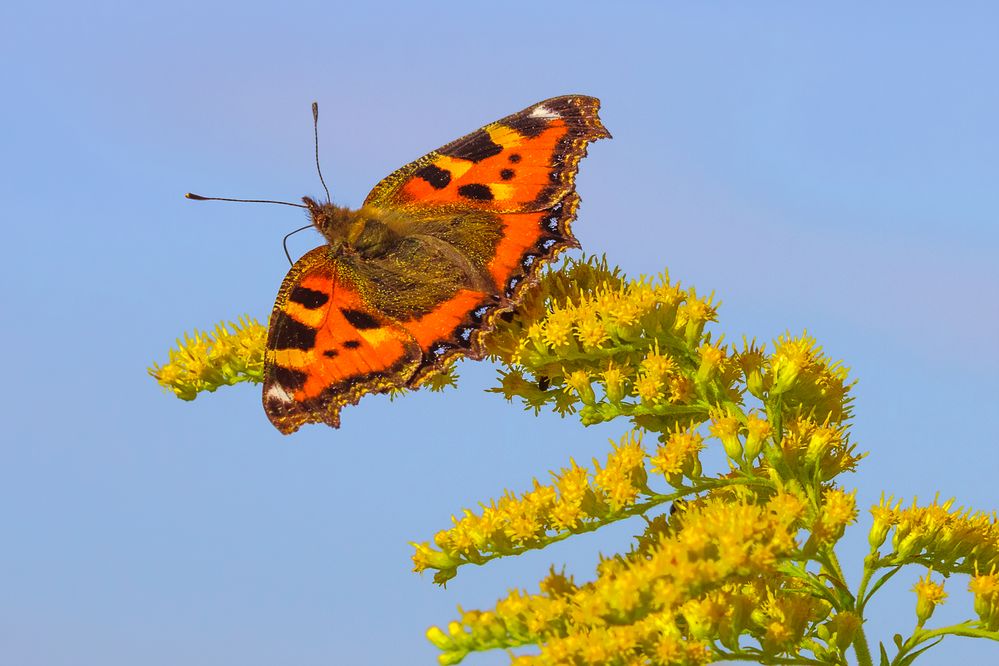 Kleiner Fuchs (Aglais urticae)