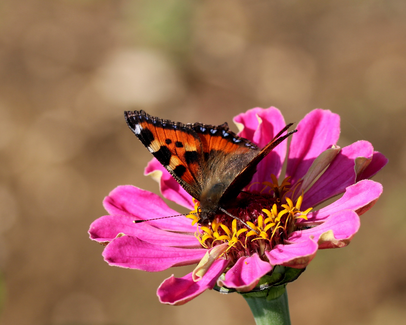 Kleiner Fuchs (Aglais urticae).