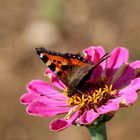 Kleiner Fuchs (Aglais urticae).