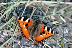 Kleiner Fuchs (Aglais urticae )