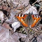 Kleiner Fuchs (Aglais urticae)