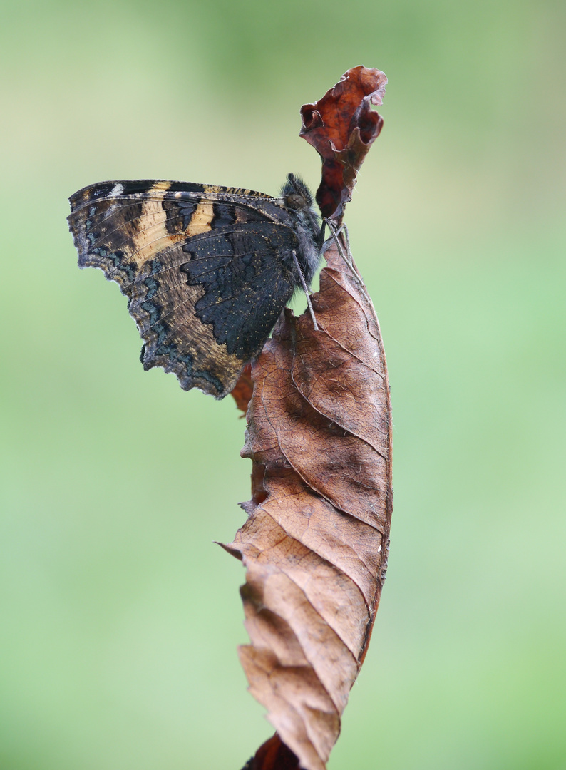 Kleiner Fuchs (Aglais urticae)