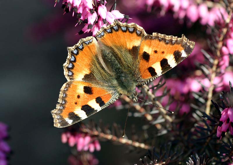 Kleiner Fuchs - Aglais urticae