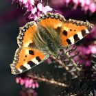 Kleiner Fuchs - Aglais urticae