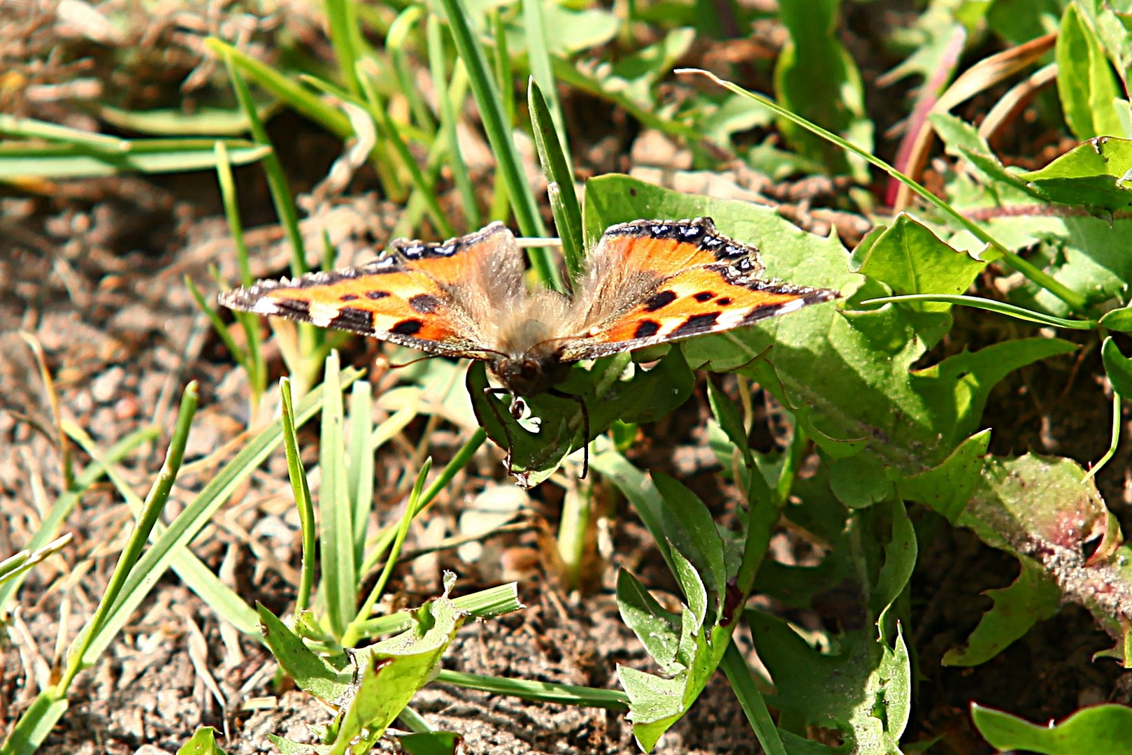 Kleiner Fuchs (Aglais urticae)