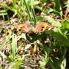 Kleiner Fuchs (Aglais urticae)