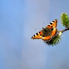 Kleiner Fuchs (Aglais urticae)