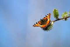 Kleiner Fuchs (Aglais urticae)