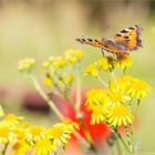 Kleiner Fuchs (Aglais urticae)