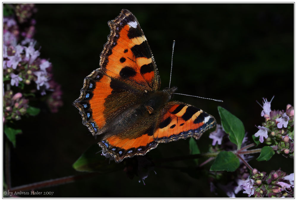 Kleiner Fuchs (Aglais urticae)