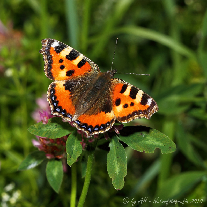 Kleiner Fuchs (Aglais urticae)