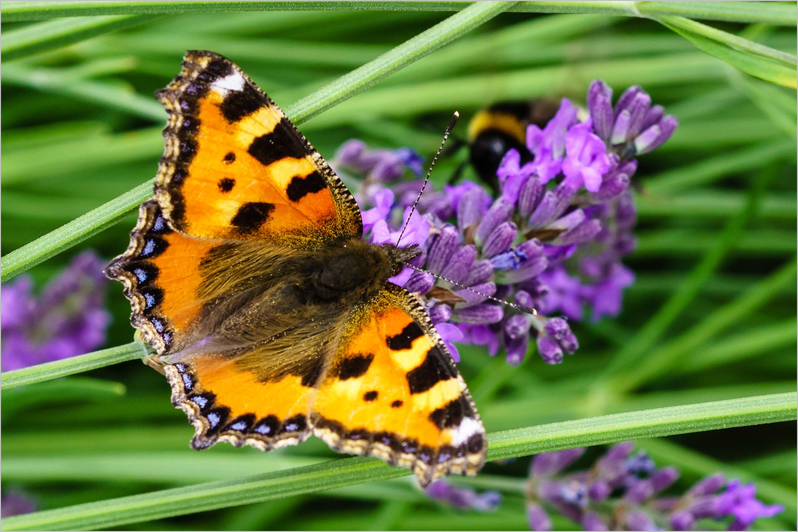 Kleiner Fuchs (Aglais urticae)