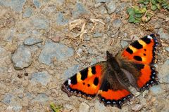 Kleiner Fuchs (Aglais urticae)