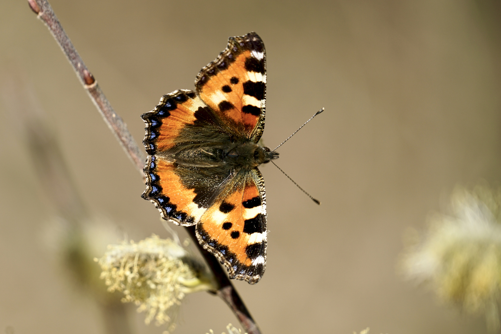 Kleiner Fuchs (Aglais urticae)