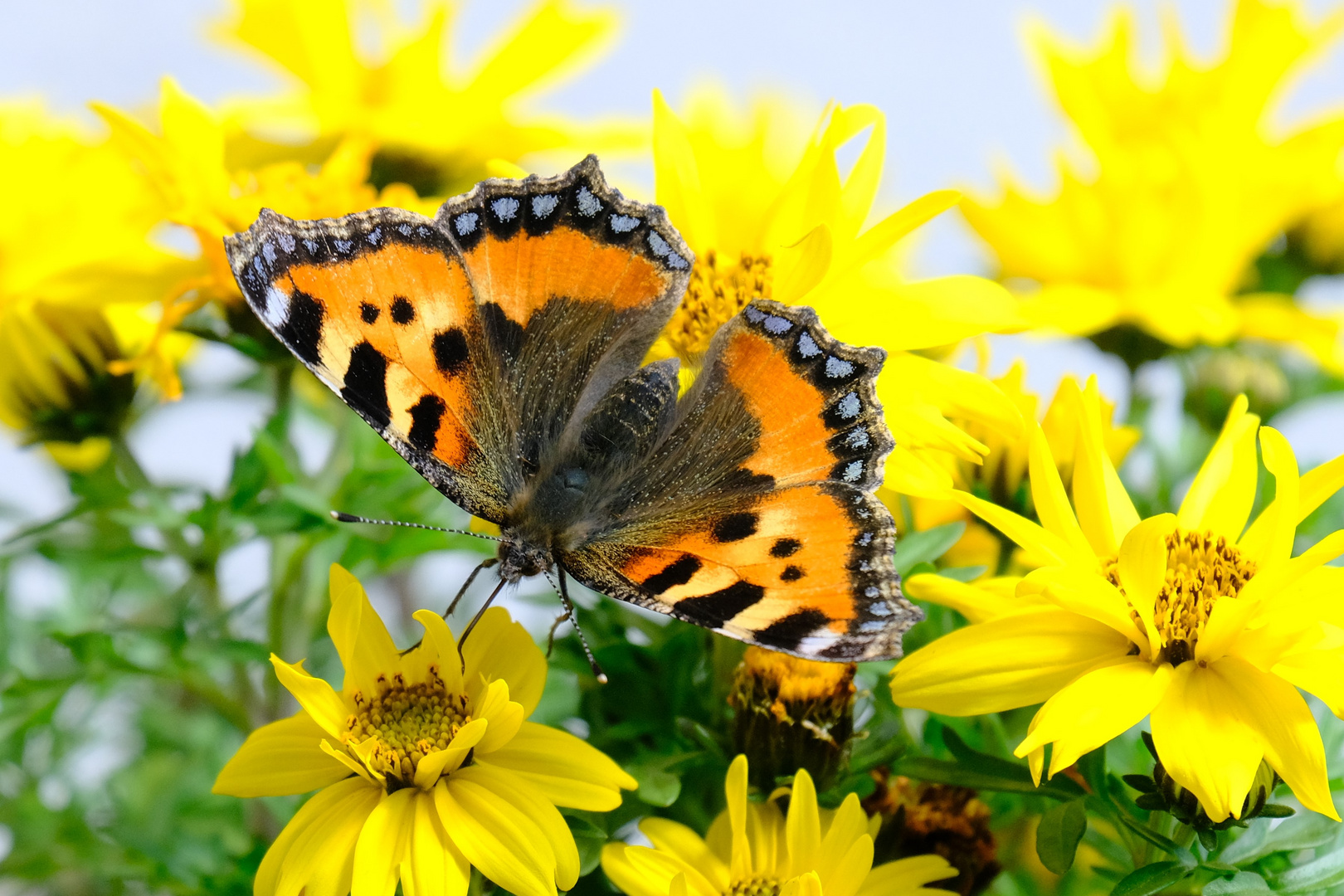 kleiner Fuchs (Aglais urticae)