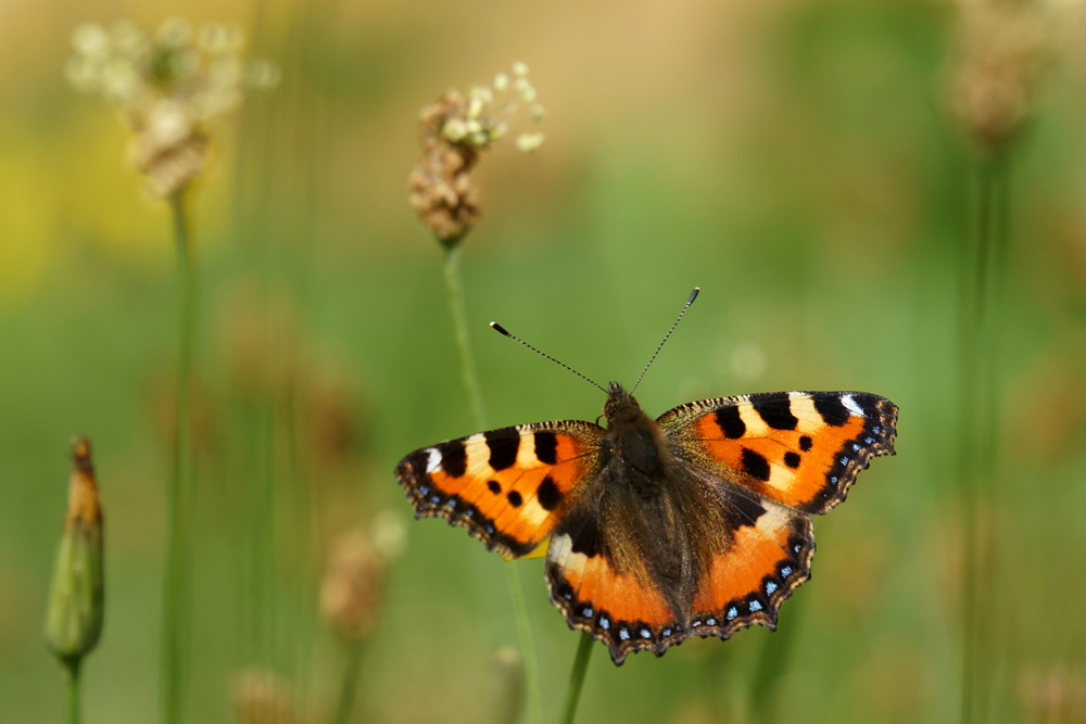 Kleiner Fuchs - Aglais urticae