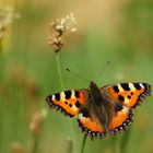 Kleiner Fuchs - Aglais urticae