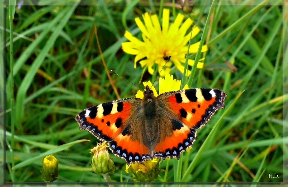 Kleiner Fuchs (Aglais urticae)