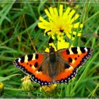 Kleiner Fuchs (Aglais urticae)