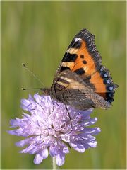 Kleiner Fuchs (Aglais urticae)