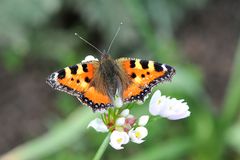 Kleiner Fuchs  (Aglais urticae)