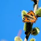 Kleiner Fuchs (Aglais urticae)