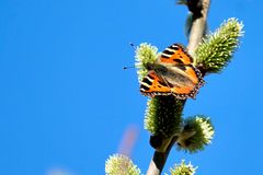 Kleiner Fuchs (Aglais urticae)