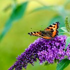 Kleiner Fuchs (Aglais urticae)