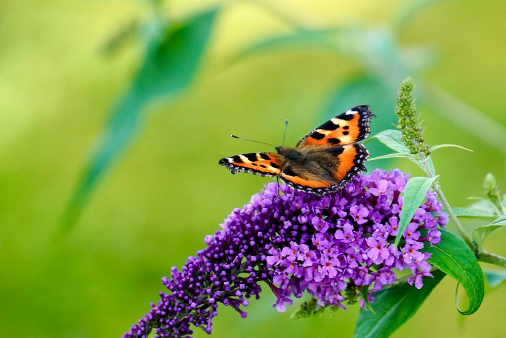 Kleiner Fuchs (Aglais urticae)