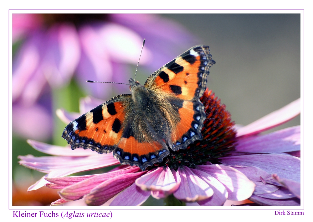 Kleiner Fuchs - Aglais urticae