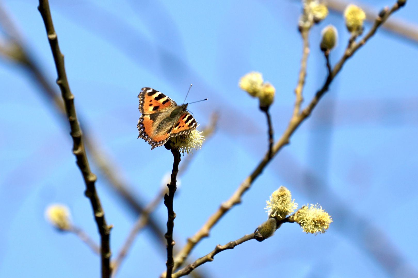 Kleiner Fuchs (Aglais urticae)