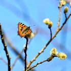 Kleiner Fuchs (Aglais urticae)