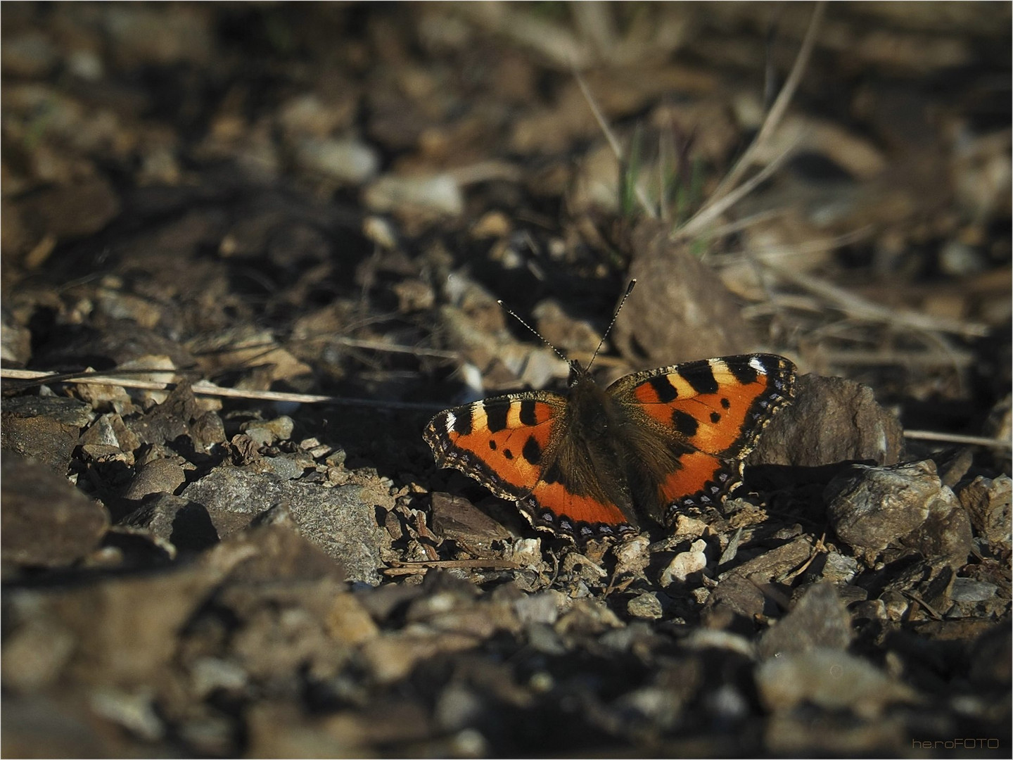 Kleiner Fuchs ( Aglais urticae)