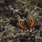 Kleiner Fuchs ( Aglais urticae)