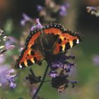 Kleiner Fuchs - Aglais urticae