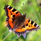 Kleiner Fuchs (Aglais urticae)