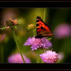 Kleiner Fuchs (Aglais Urticae)