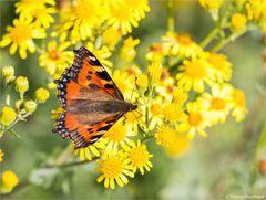 Kleiner Fuchs (Aglais urticae)