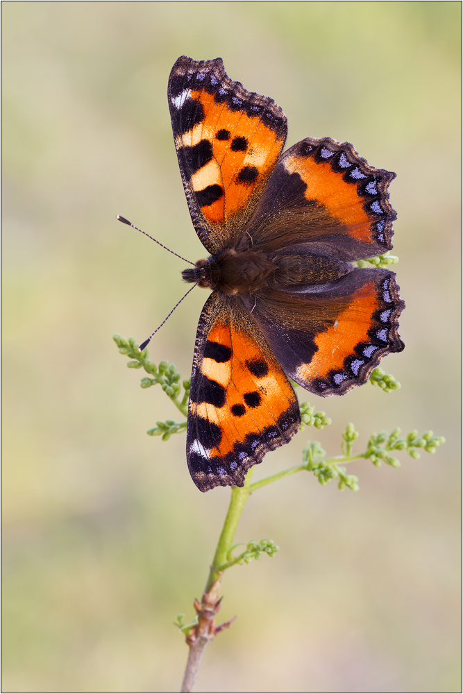 Kleiner Fuchs - Aglais urticae