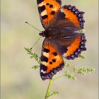 Kleiner Fuchs - Aglais urticae