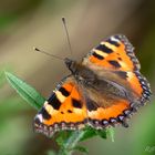 Kleiner Fuchs (Aglais urticae)