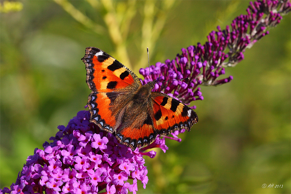 Kleiner Fuchs (Aglais urticae)