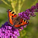 Kleiner Fuchs (Aglais urticae)